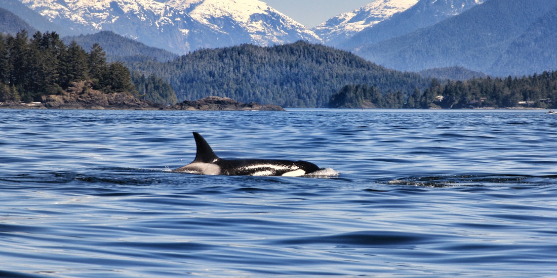 British Columbia’s Coastal Charm and Wilderness in 13 Days