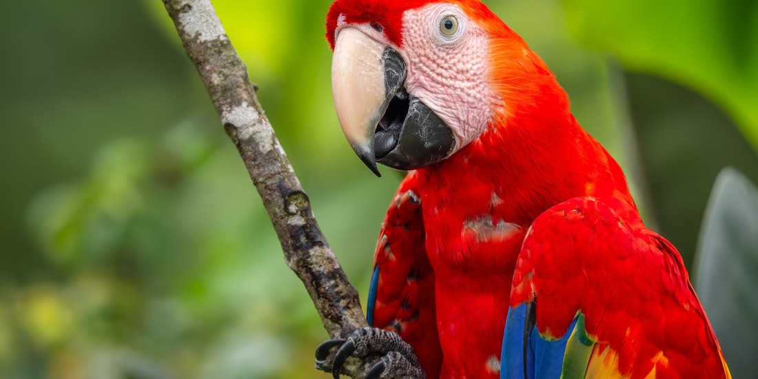 Peru: Roots of the Rainforest in 12 Days