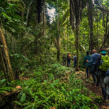Manu National Park, Peru - August 07, 2017: Manu National Park, Peru